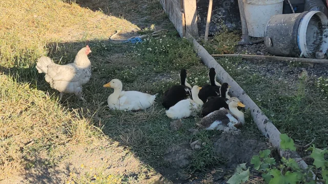 Amasya'da Tavuk ve Ördek Yavrularının Şaşırtan Hikayesi
