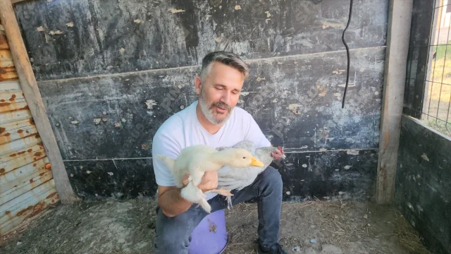 Amasya'da Tavuk ve Ördek Yavrularının Şaşırtan Hikayesi