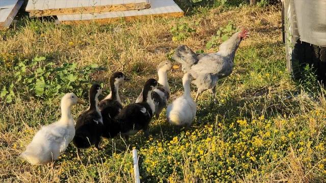 Amasya'da Tavuk ve Ördek Yavrularının Şaşırtan Hikayesi