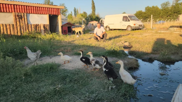 Amasya'da Tavuk ve Ördek Yavrularının Şaşırtan Hikayesi