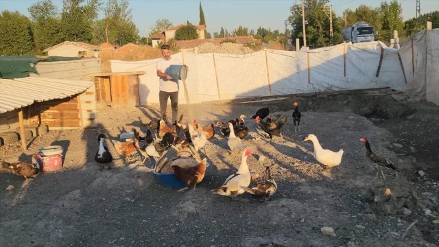Amasya'da Tavuk ve Ördek Yavrularının Şaşırtan Hikayesi
