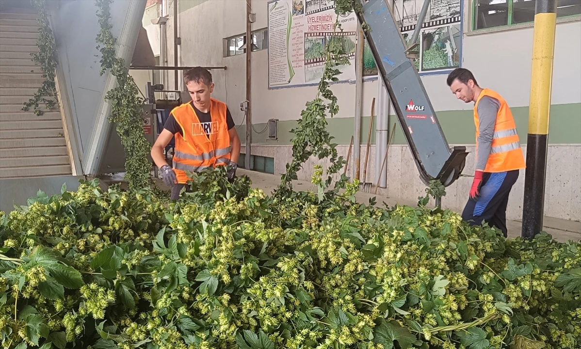Bilecik'te Şerbetçi Otunun Bolluk İçinde Hasadı Başladı