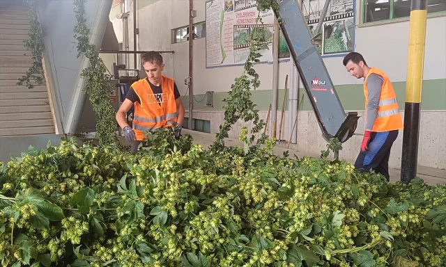 Bilecik'te Şerbetçi Otunun Bolluk İçinde Hasadı Başladı