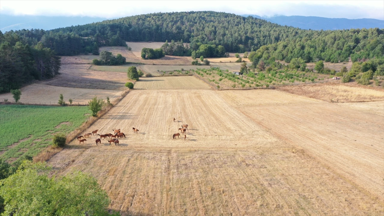 Bolu Dağı'nın Gizemli Yılkı Atları: Doğanın Kalbinde Büyüleyici Bir Sahne