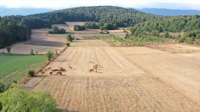 Bolu Dağı'nın Gizemli Yılkı Atları: Doğanın Kalbinde Büyüley...