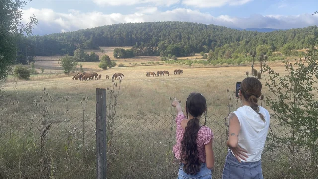 Bolu Dağı'nın Gizemli Yılkı Atları: Doğanın Kalbinde Büyüleyici Bir Sahne
