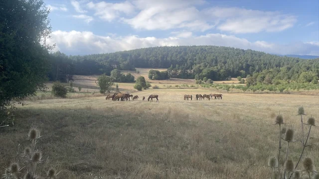 Bolu Dağı'nın Gizemli Yılkı Atları: Doğanın Kalbinde Büyüleyici Bir Sahne