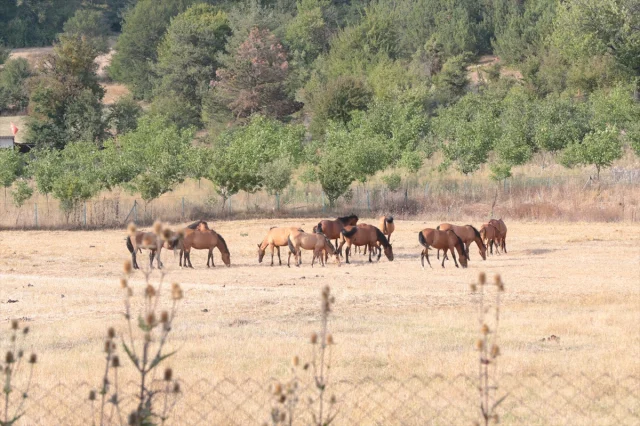 Bolu Dağı'nın Gizemli Yılkı Atları: Doğanın Kalbinde Büyüleyici Bir Sahne