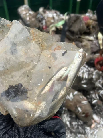 Karadeniz’de Balıkların Geleceği Tehdit Altında: Mikroplastik Alarmı