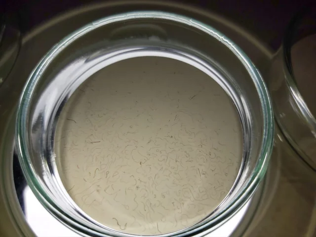 Karadeniz’de Balıkların Geleceği Tehdit Altında: Mikroplastik Alarmı