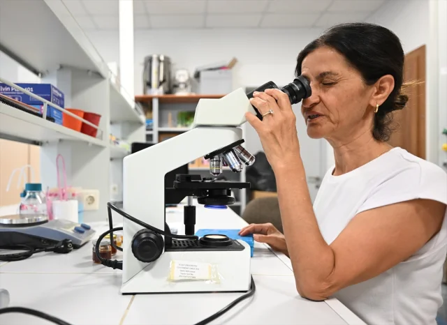 Kestane Balında Şaşırtıcı Tehlike: İklim Değişikliği ve Orma...