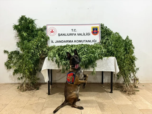 Şanlıurfa'da Nefes Kesen Uyuşturucu Operasyonu: 12 Gözaltı