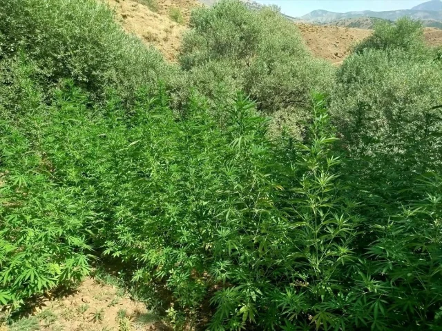 Bingöl'de Üç Ayrı Noktada Kenevir Operasyonu Gerçekleşti