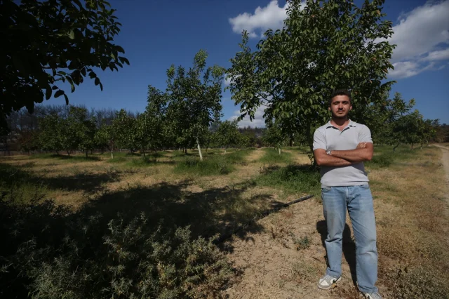 Çanakkale'deki Yangında Ceviz Bahçesi Nasıl Kurtuldu