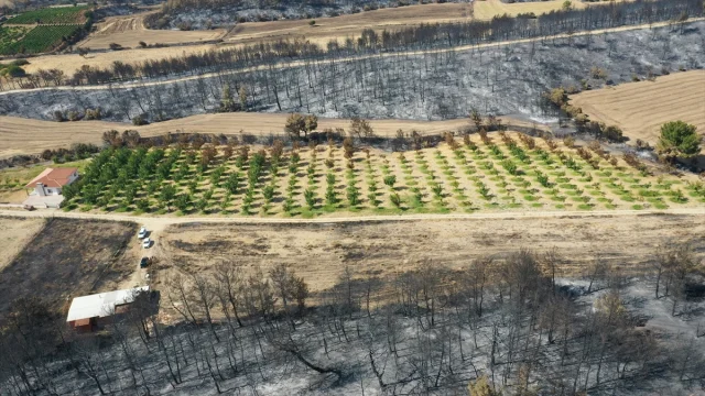 Çanakkale'deki Yangında Ceviz Bahçesi Nasıl Kurtuldu