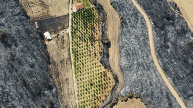 Çanakkale'deki Yangında Ceviz Bahçesi Nasıl Kurtuldu