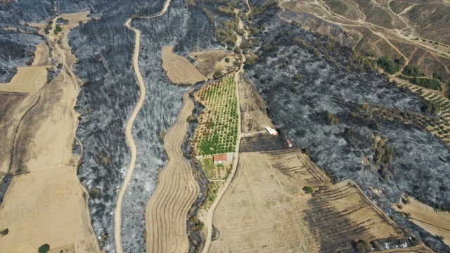 Çanakkale'deki Yangında Ceviz Bahçesi Nasıl Kurtuldu