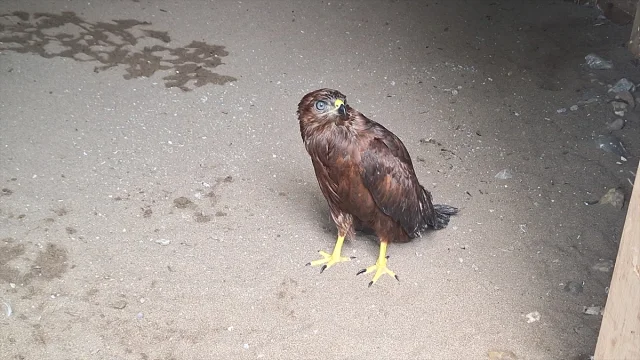 Samsun'da Yaradılış Harikası Şahin Tedaviyle Hayata Döndü