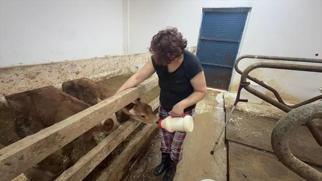 Giresun'da Hayvancılıkta Büyük İvme: Desteklenen Ari Tesisler
