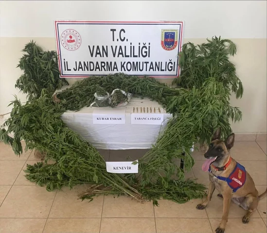 Van'da Şaşırtan Operasyon Kenevir Bahçesi ve Çatıda Yetiştirilenler