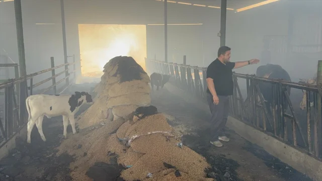 Çanakkale'de Ahır Yangını: İtfaiye Kurtarma Hikayeleriyle Do...