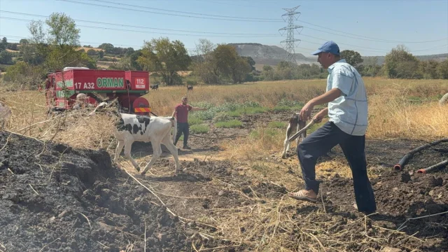 Çanakkale'de Ahır Yangını: İtfaiye Kurtarma Hikayeleriyle Dolu