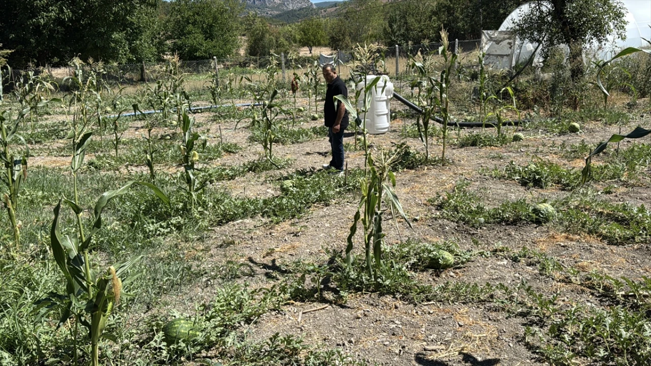 Karabük'te Karpuz Hasadı Etkinliği Renkli Görüntülere Sahne Oldu