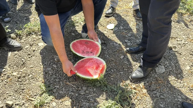 Karabük'te Karpuz Hasadı Etkinliği Renkli Görüntülere Sahne Oldu