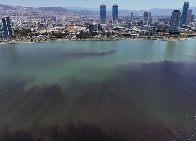 İzmir Körfezi'nde Balık Ölümleri: Turan Sahili Alarm Veriyor
