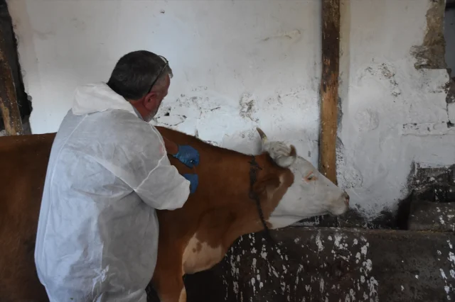 Gümüşhane'de Şap Hastalığına Karşı Yoğun Mücadele
