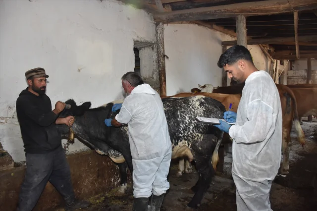 Gümüşhane'de Şap Hastalığına Karşı Yoğun Mücadele