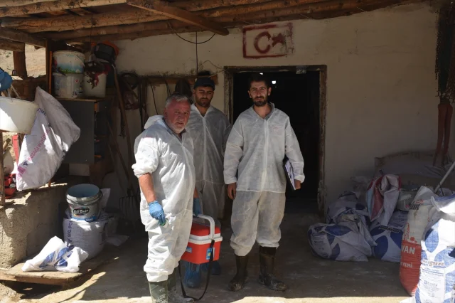 Gümüşhane'de Şap Hastalığına Karşı Yoğun Mücadele