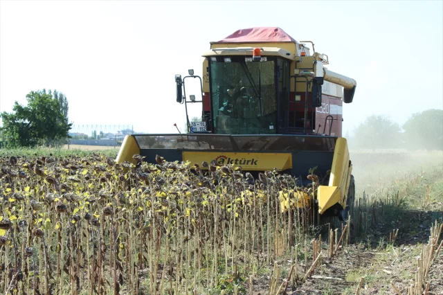 Kırklareli'nde Ayçiçeği Hasadı Kuraklık Gölgesinde Devam Ediyor