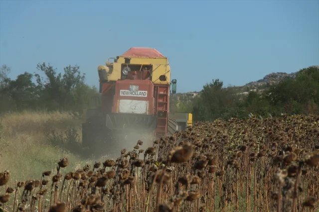 Kırklareli'nde Ayçiçeği Hasadı Kuraklık Gölgesinde Devam Ediyor