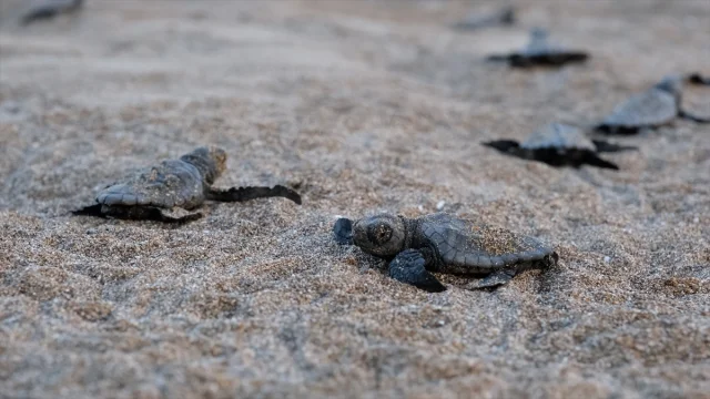 Deniz Kaplumbağası Seferberliği 40 Bin Yavruyu Denize Ulaştı...