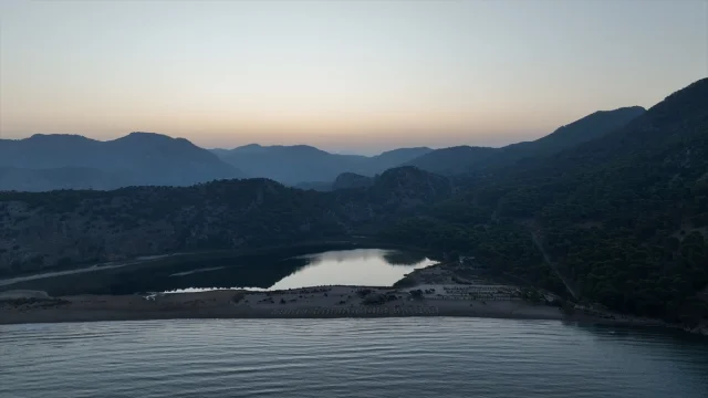 Deniz Kaplumbağası Seferberliği 40 Bin Yavruyu Denize Ulaştırdı