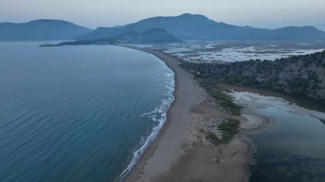 Deniz Kaplumbağası Seferberliği 40 Bin Yavruyu Denize Ulaştırdı