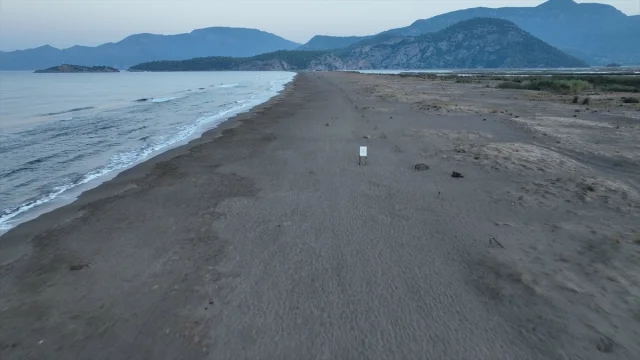 Deniz Kaplumbağası Seferberliği 40 Bin Yavruyu Denize Ulaştırdı