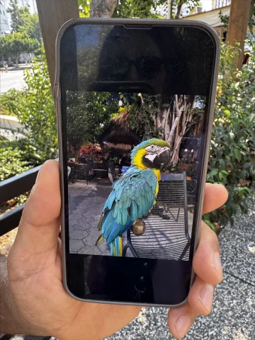 Antalya'da Bir Papağanın Dramatik Kayıp Hikayesi
