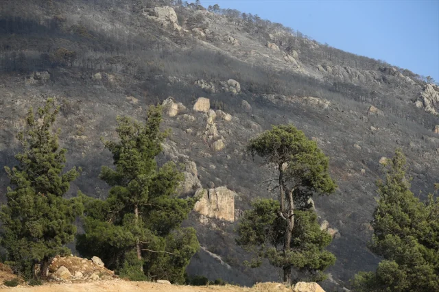Pamukkale'de Korkutan Anlar: Orman Yangını Son Anda Kontrol...