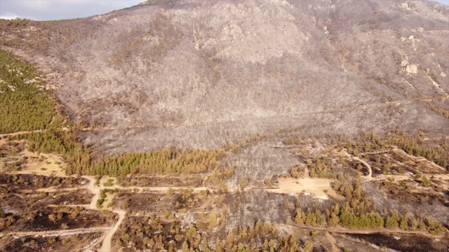 Pamukkale'de Korkutan Anlar: Orman Yangını Son Anda Kontrol Altına Alındı