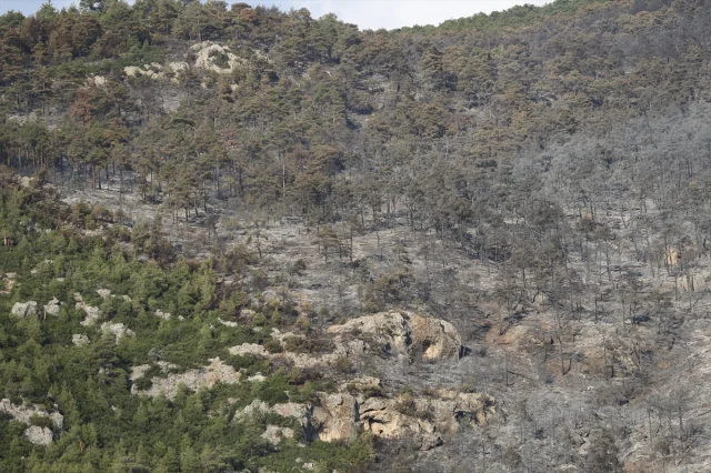 Pamukkale'de Korkutan Anlar: Orman Yangını Son Anda Kontrol Altına Alındı