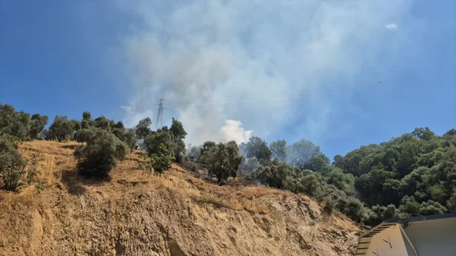 Aydın'da Zeytinlik Yangını: Büyük Tehlike Nasıl Önlenebildi?