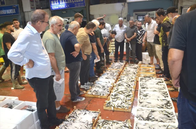 Kocaeli'de Balık Sezonu Başladı: İlk Açık Artırma Büyük İlgi Gördü