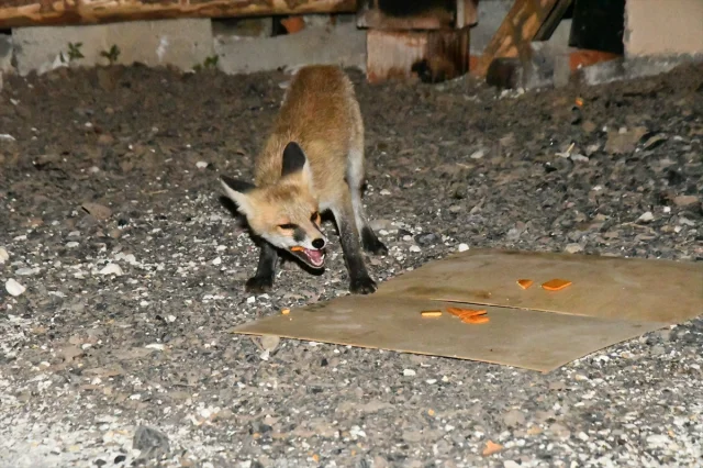 Karslılar Her Akşam Tilki Yavrularına Kol Kanat Geriyor