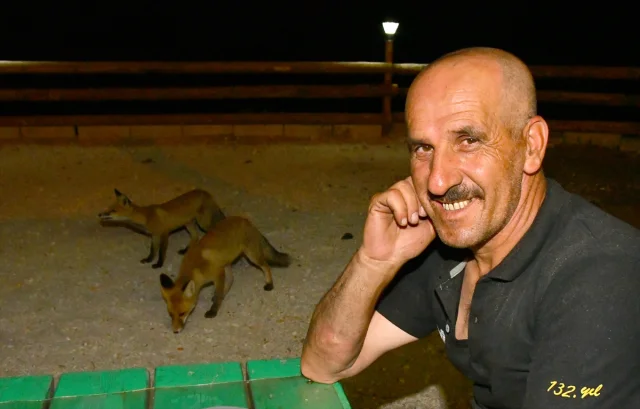 Karslılar Her Akşam Tilki Yavrularına Kol Kanat Geriyor