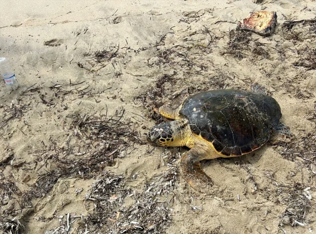 Edirne'nin Kıyılarında Yaralı Caretta Caretta Kurtarıldı