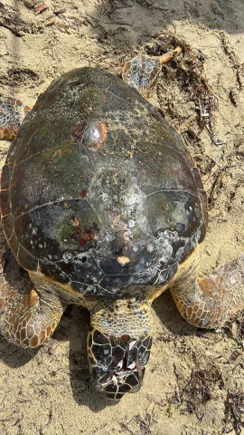 Edirne'nin Kıyılarında Yaralı Caretta Caretta Kurtarıldı
