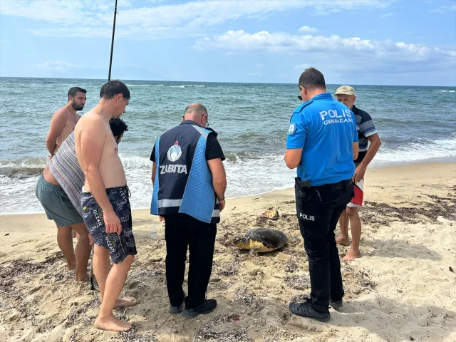 Edirne'nin Kıyılarında Yaralı Caretta Caretta Kurtarıldı