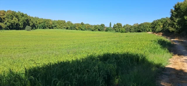 Damla Sulamadan Çeltik Üretiminde Büyük Başarı